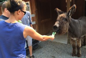 Brenthaven volunteering - feeding animals